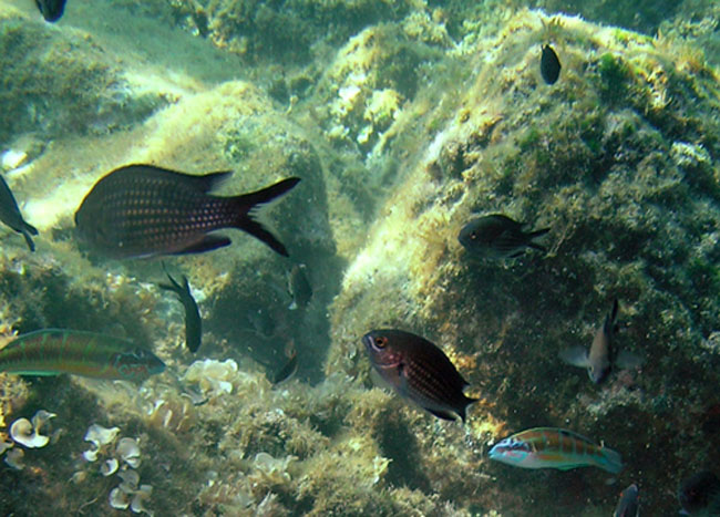 Castagnole (Chromis chromis)